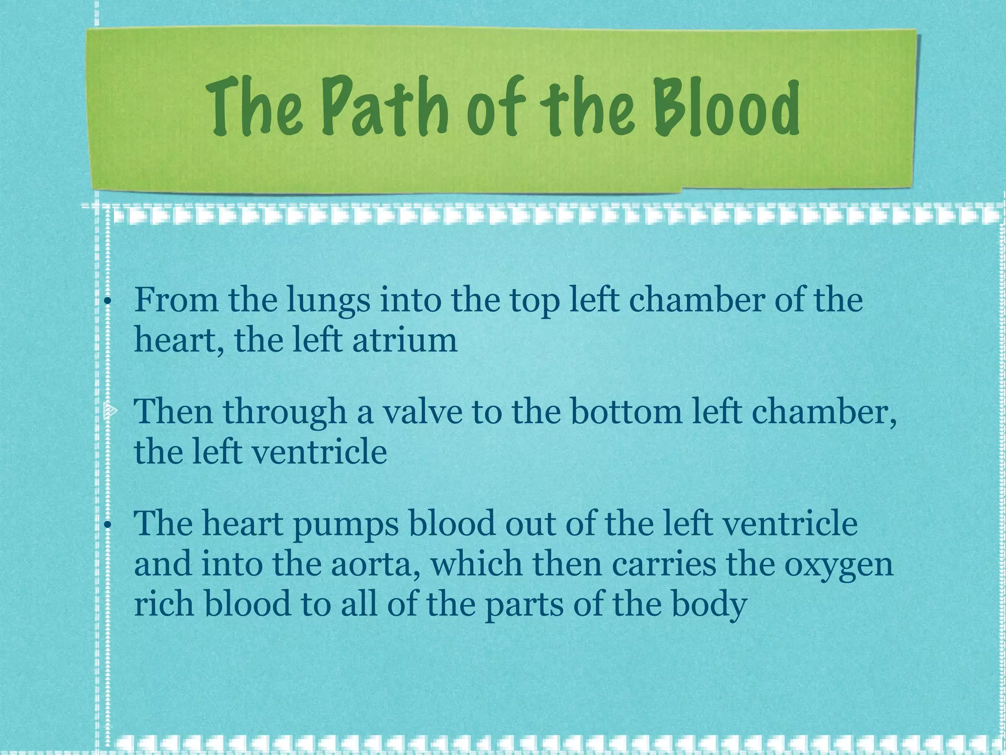 The Path of the Blood From the lungs into the top left chamber of the heart, the left atrium Then through a valve to the bottom left chamber, the left ventricle The heart pumps blood out of the left ventricle and into the aorta, which then carries the oxygen rich blood to all of the parts of the body 