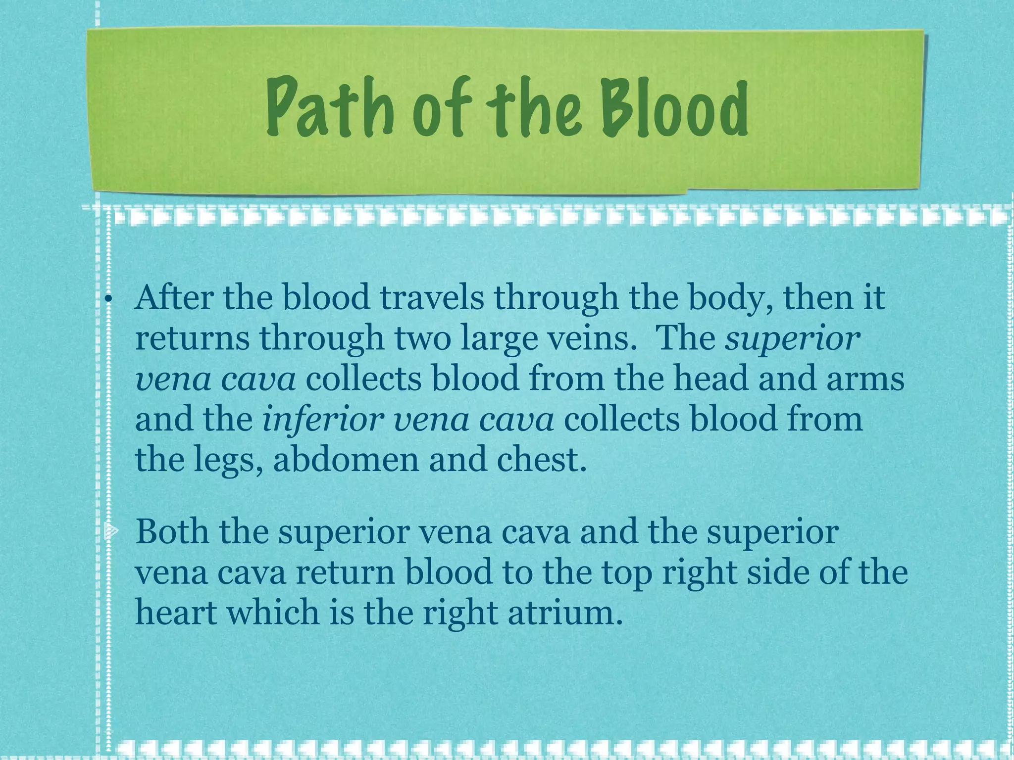 Path of the Blood After the blood travels through the body, then it returns through two large veins.  The  superior vena cava  collects blood from the head and arms and the  inferior vena cava  collects blood from the legs, abdomen and chest. Both the superior vena cava and the superior vena cava return blood to the top right side of the heart which is the right atrium. 
