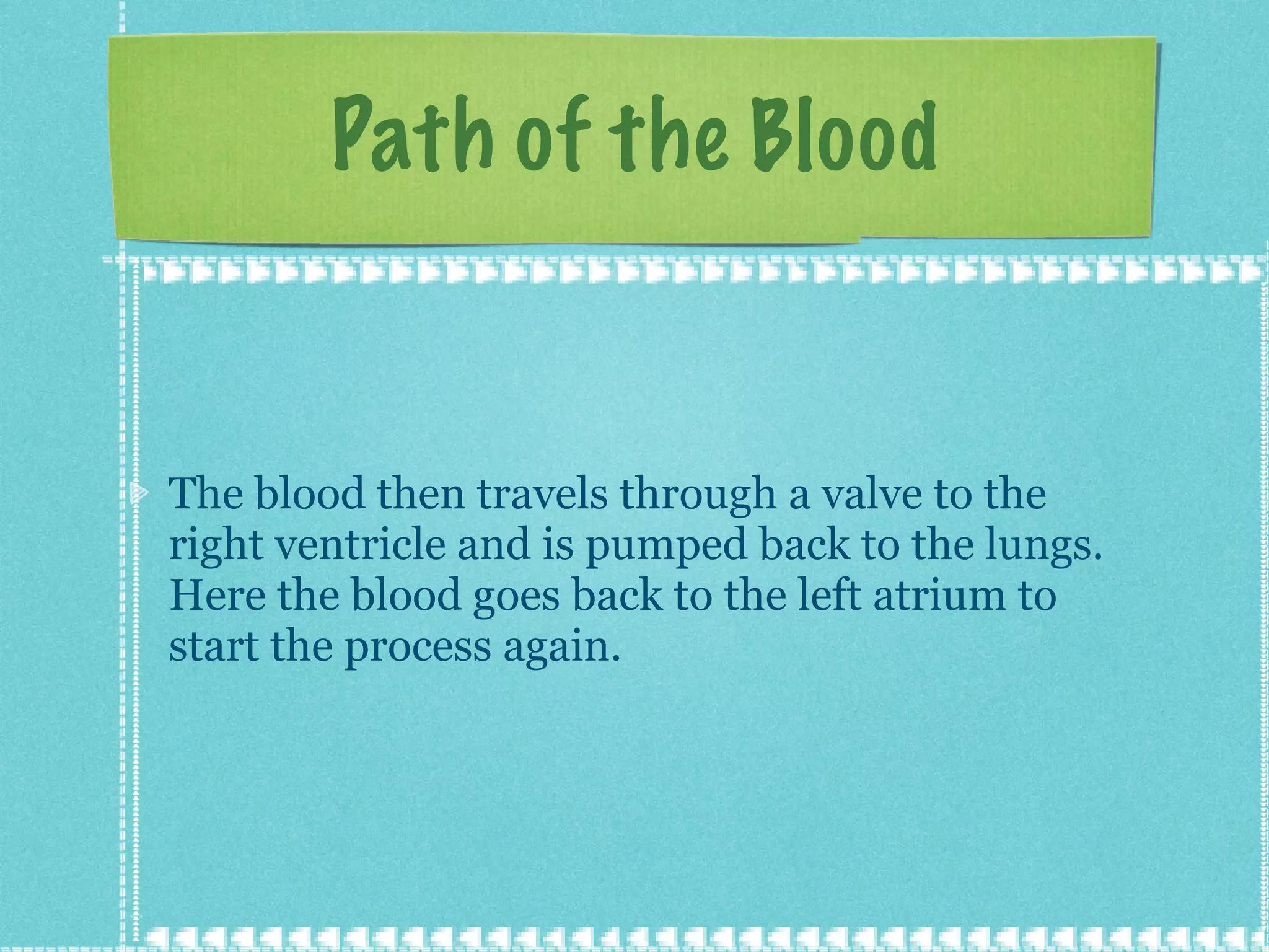Path of the Blood The blood then travels through a valve to the right ventricle and is pumped back to the lungs. Here the blood goes back to the left atrium to start the process again. 