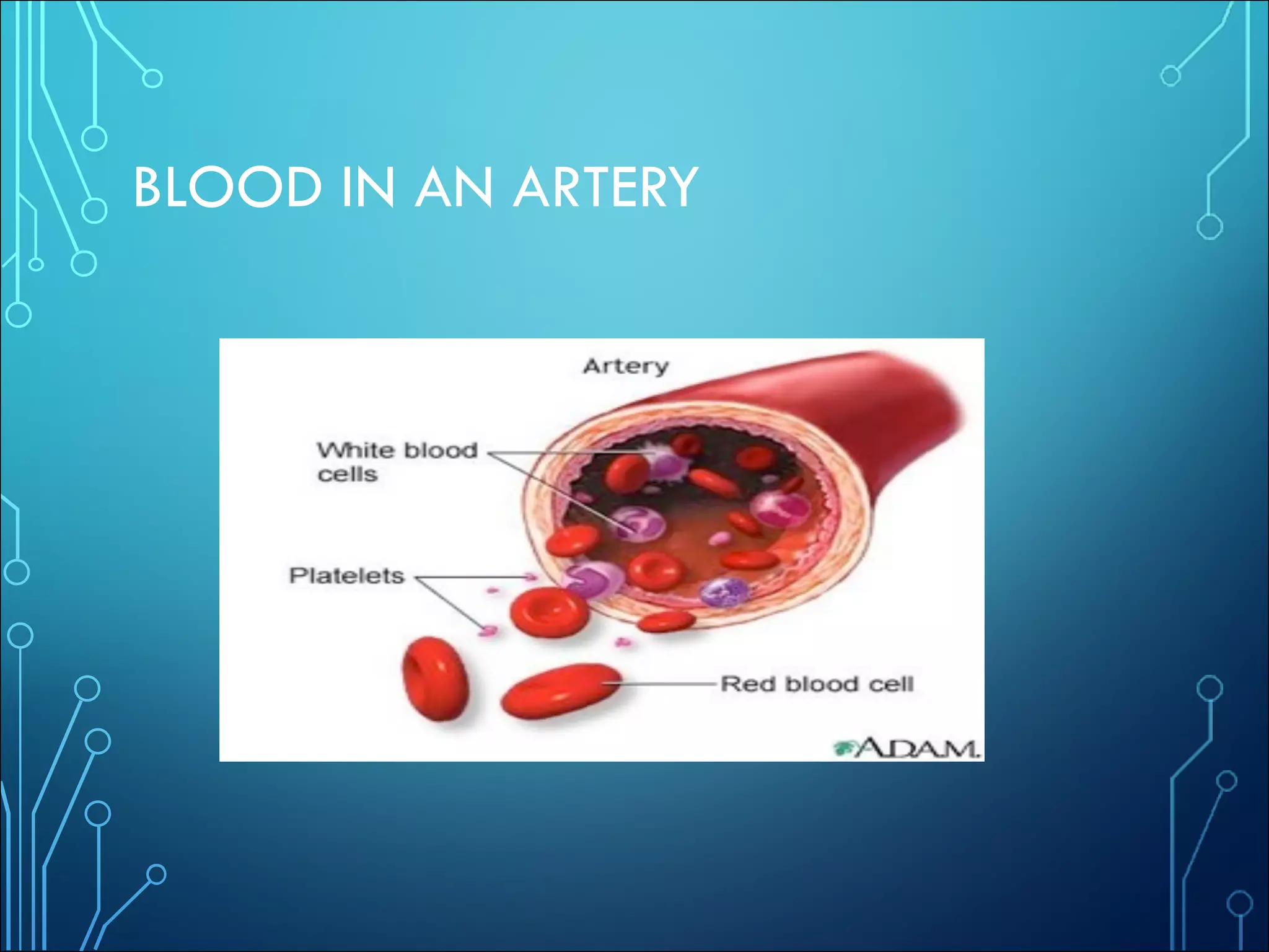 BLOOD IN AN ARTERY
 