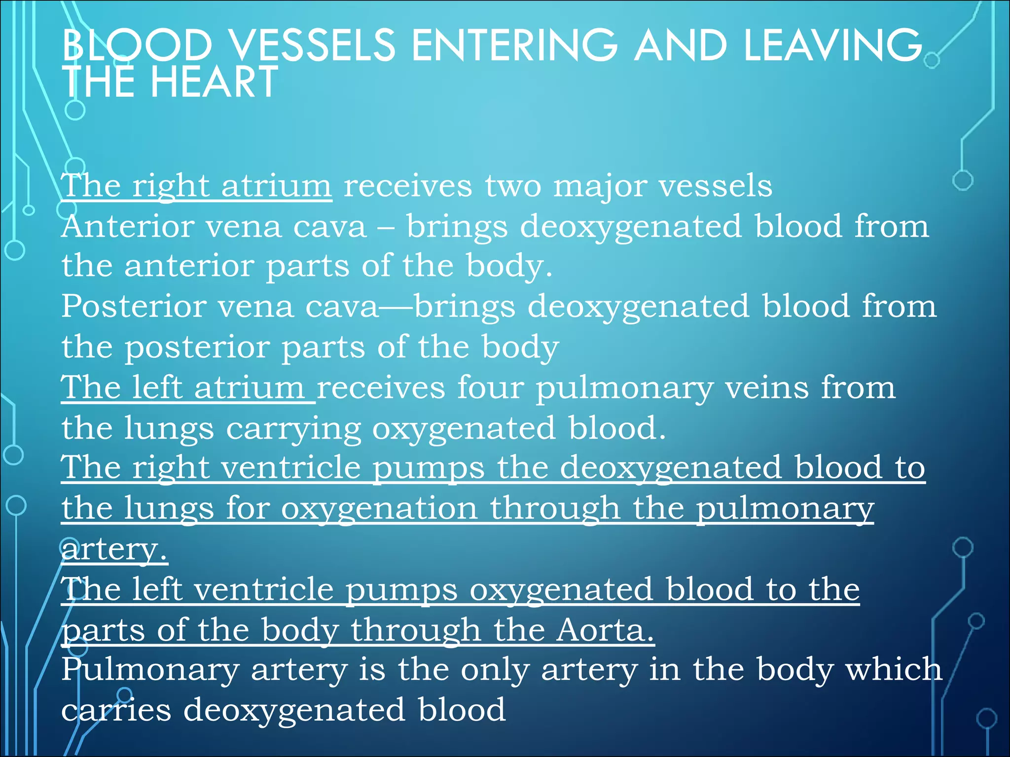 BLOOD VESSELS ENTERING AND LEAVING
THE HEART
The right atrium receives two major vessels
Anterior vena cava – brings deoxygenated blood from
the anterior parts of the body.
Posterior vena cava—brings deoxygenated blood from
the posterior parts of the body
The left atrium receives four pulmonary veins from
the lungs carrying oxygenated blood.
The right ventricle pumps the deoxygenated blood to
the lungs for oxygenation through the pulmonary
artery.
The left ventricle pumps oxygenated blood to the
parts of the body through the Aorta.
Pulmonary artery is the only artery in the body which
carries deoxygenated blood
 