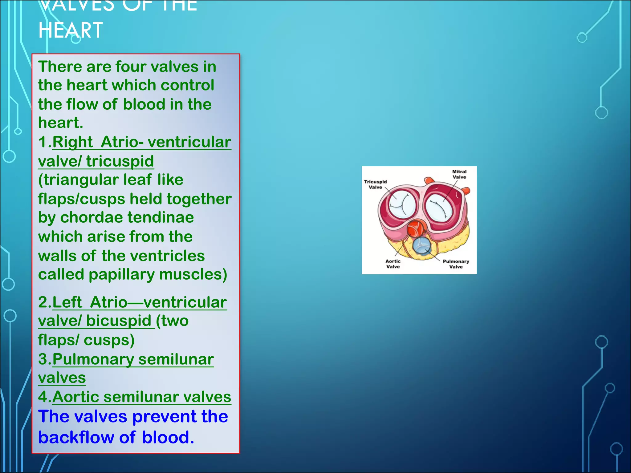 VALVES OF THE
HEART
There are four valves in
the heart which control
the flow of blood in the
heart.
1.Right Atrio- ventricular
valve/ tricuspid
(triangular leaf like
flaps/cusps held together
by chordae tendinae
which arise from the
walls of the ventricles
called papillary muscles)
2.Left Atrio—ventricular
valve/ bicuspid (two
flaps/ cusps)
3.Pulmonary semilunar
valves
4.Aortic semilunar valves
The valves prevent the
backflow of blood.
 