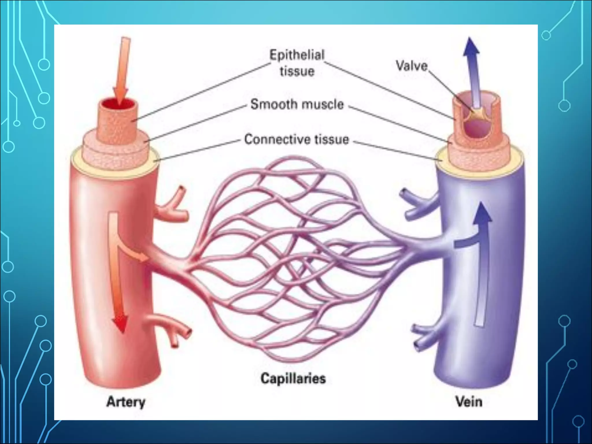 circulatory system -1.pdf