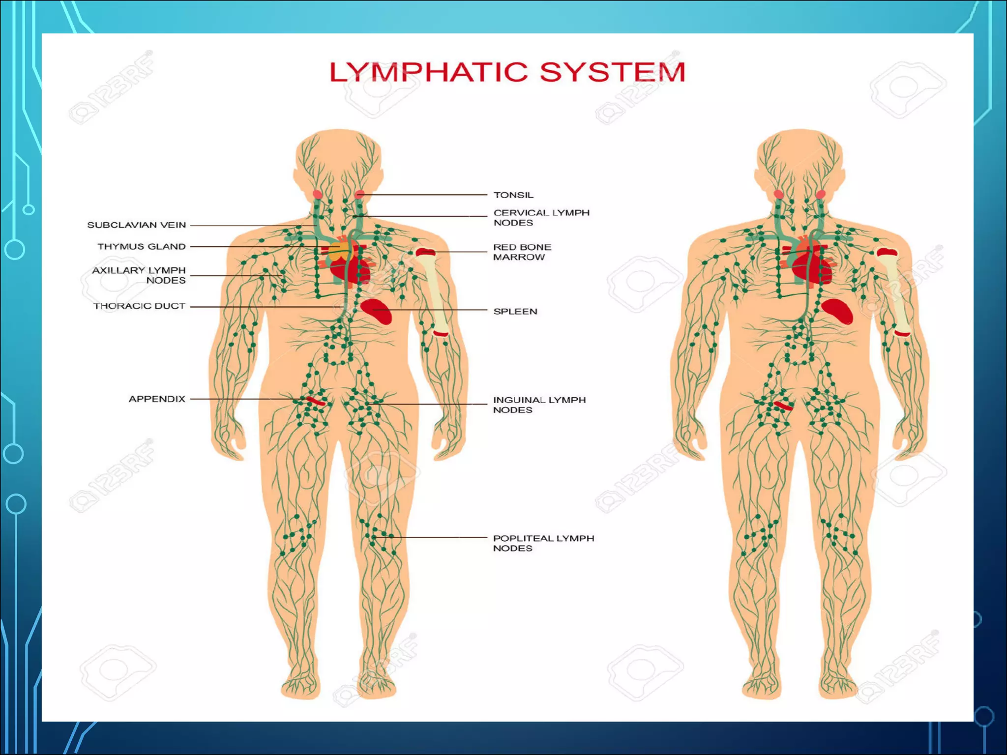 circulatory system -1.pdf
