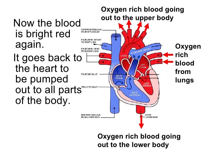 Circulatory system