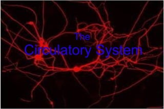 The   Circulatory System 