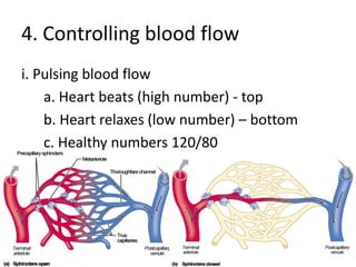 4. Controlling blood flowi. Pulsing blood flowa. Heart beats (high number) - topb. Heart relaxes (low number) – bottomc. Healthy numbers 120/80