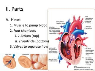 II. PartsHeart1. Muscle to pump blood2. Four chambersi. 2 Atrium (top)ii. 2 Ventricle (bottom)3. Valves to separate flow
