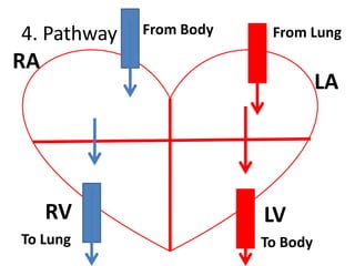 4. PathwayFrom BodyFrom LungRALARVLVTo LungTo Body