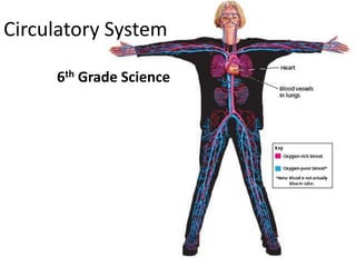 Circulatory System,[object Object],6th Grade Science,[object Object]