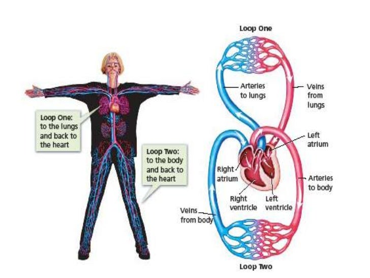 Circulatory system