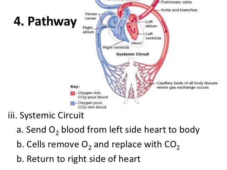 Circulatory system
