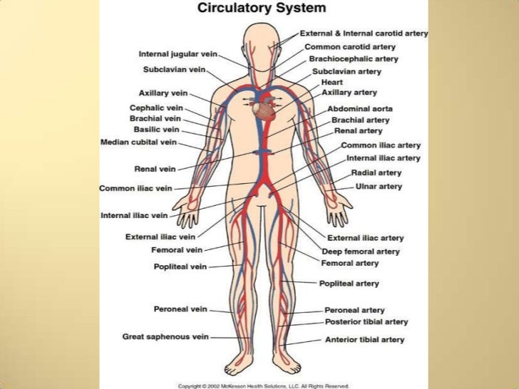 an overview of the lymphatic system and its role and importance to the human body an overview of the lymphatic system and its role and importance to the human body