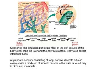 Circulatory system | PPT