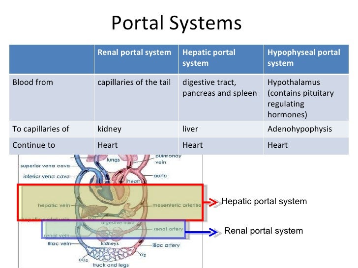 Circulatory system