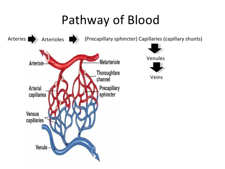 Circulatory system