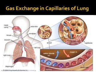 Gas Exchange in Capillaries of Lung
http://media-2.web.britannica.com/eb-media/37/92937-034-1E4EA526.jpg
 