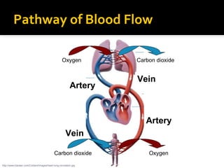 Pathway of Blood Flow
http://www.tracleer.com/Content/Images/heart-lung-circulation.jpg
Artery
Artery
Vein
Vein
Oxygen Carbon dioxide
Carbon dioxide Oxygen
 