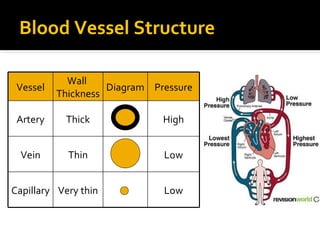 Blood Vessel Structure
Diagram
Low
Low
High
PressureVessel
Wall
Thickness
Artery Thick
Vein Thin
Capillary Very thin
 