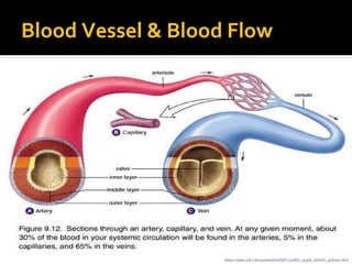 Blood Vessel & Blood Flow
https://www.cdli.ca/courses/biol2201/unit03_org02_ilo02/b_activity.html
 