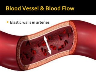 Blood Vessel & Blood Flow
 Elastic walls in arteries
 