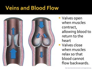 Veins and Blood Flow
 Valves open
when muscles
contract,
allowing blood to
return to the
heart
 Valves close
when muscles
relax so that
blood cannot
flow backwards.
http://www.thecosmeticveincenter.com/images/veins.png
 