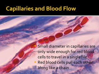 Capillaries and Blood Flow
 Small diameter in capillaries are
only wide enough for red blood
cells to travel in a single file
 Red blood cells pull each other
along like a chain
http://antranik.org/wp-content/uploads/2011/12/red-blood-cells-in-a-capillary.jpg
 
