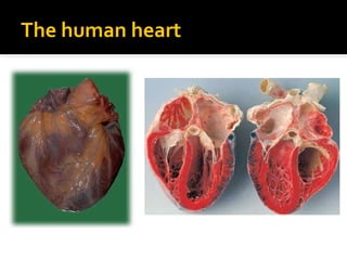 The human heart
 