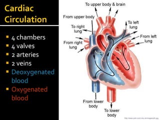 Cardiac
Circulation
 4 chambers
 4 valves
 2 arteries
 2 veins
 Deoxygenated
blood
 Oxygenated
blood
http://www.sdm.scot.nhs.uk/images/pfo.jpg
 