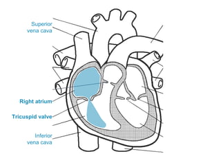 Superior
vena cava
Inferior
vena cava
Right atrium
Tricuspid valve
 