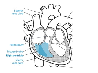 Superior
vena cava
Inferior
vena cava
Right atrium
Tricuspid valve
Right ventricle
 