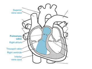 Superior
vena cava
Inferior
vena cava
Right atrium
Tricuspid valve
Right ventricle
Pulmonary
valve
 