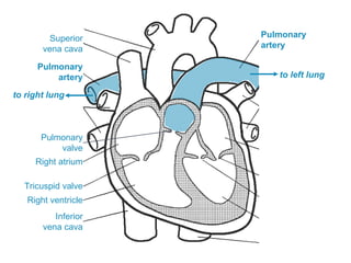 Pulmonary
artery
Pulmonary
artery
Superior
vena cava
Inferior
vena cava
Right atrium
Tricuspid valve
Right ventricle
Pulmonary
valve
to right lung
to left lung
 