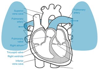 Superior
vena cava
Inferior
vena cava
Right atrium
Tricuspid valve
Right ventricle
Pulmonary
valve
Pulmonary
artery
Pulmonary
artery
 