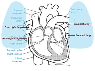 Superior
vena cava
Inferior
vena cava
Right atrium
Tricuspid valve
Right ventricle
Pulmonary
valve
Pulmonary
artery
Pulmonary
artery
from right lung
from right lung
from left lung
from left lung
 