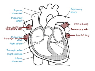 from right lung
Superior
vena cava
Inferior
vena cava
Right atrium
Tricuspid valve
Right ventricle
Pulmonary
valve
Pulmonary
artery
from right lung
Pulmonary
artery
from left lung
from left lung
Pulmonary veinPulmonary vein
 