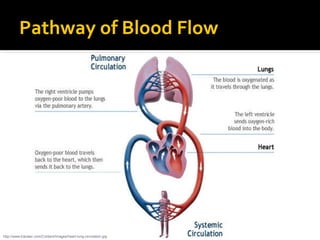 Pathway of Blood Flow
http://www.tracleer.com/Content/Images/heart-lung-circulation.jpg
 