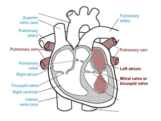 Left atrium
Pulmonary
artery
Pulmonary vein
Superior
vena cava
Inferior
vena cava
Right atrium
Tricuspid valve
Right ventricle
Pulmonary
valve
Pulmonary
artery
Pulmonary vein
Mitral valve or
bicuspid valve
 