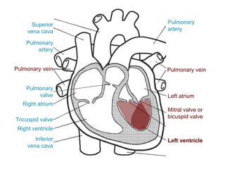 Superior
vena cava
Inferior
vena cava
Right atrium
Tricuspid valve
Right ventricle
Pulmonary
valve
Pulmonary
artery
Pulmonary vein
Pulmonary
artery
Left atrium
Pulmonary vein
Mitral valve or
bicuspid valve
Left ventricle
 