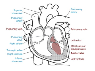 Superior
vena cava
Inferior
vena cava
Right atrium
Tricuspid valve
Right ventricle
Pulmonary
valve
Pulmonary
artery
Pulmonary vein
Aortic valve
Pulmonary
artery
Left atrium
Pulmonary vein
Mitral valve or
bicuspid valve
Left ventricle
 
