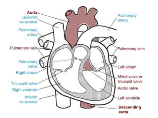 Superior
vena cava
Inferior
vena cava
Right atrium
Tricuspid valve
Right ventricle
Pulmonary
valve
Pulmonary
artery
Pulmonary vein
Pulmonary
artery
Left atrium
Pulmonary vein
Mitral valve or
bicuspid valve
Aortic valve
Left ventricle
Aorta
Descending
aorta
 