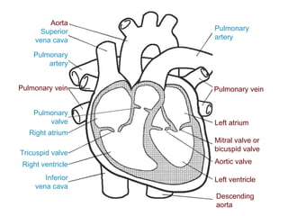 Pulmonary
artery
Left atrium
Pulmonary vein
Mitral valve or
bicuspid valve
Aortic valve
Left ventricle
Superior
vena cava
Inferior
vena cava
Right atrium
Tricuspid valve
Right ventricle
Pulmonary
valve
Pulmonary
artery
Pulmonary vein
Aorta
Descending
aorta
 