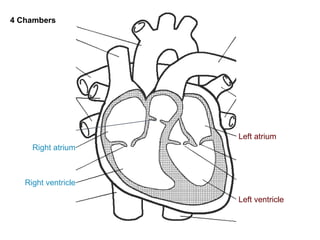 Left atrium
Left ventricle
Right atrium
Right ventricle
4 Chambers
 