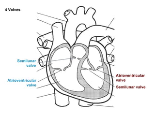 Mitral valve or
bicuspid valve
Aortic valve
Tricuspid valve
Pulmonary
valve
Atrioventricular
valve
Atrioventricular
valve
Semilunar
valve
Semilunar valve
4 Valves
 