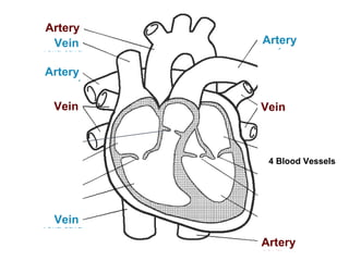 Pulmonary
artery
Pulmonary vein
Superior
vena cava
Inferior
vena cava
Pulmonary
artery
Pulmonary vein
Aorta
Descending
aorta
Vein
Vein
Vein
Artery
Artery
Artery
Vein
Artery
4 Blood Vessels
 