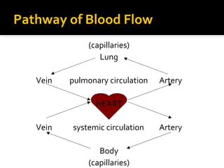 Pathway of Blood Flow
(capillaries)
Lung
Vein pulmonary circulation Artery
HEART
Vein systemic circulation Artery
Body
(capillaries)
 