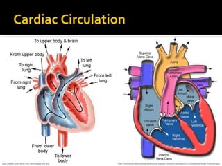 Cardiac Circulation
http://humananatomyandphysiology.org/wp-content/uploads/2010/09/texas-heart-institute.jpghttp://www.sdm.scot.nhs.uk/images/pfo.jpg
 