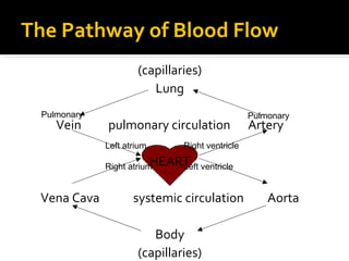 The Pathway of Blood Flow
(capillaries)
Lung
Vein pulmonary circulation Artery
HEART
Vena Cava systemic circulation Aorta
Body
(capillaries)
PulmonaryPulmonary
Right atrium
Right ventricleLeft atrium
Left ventricle
 