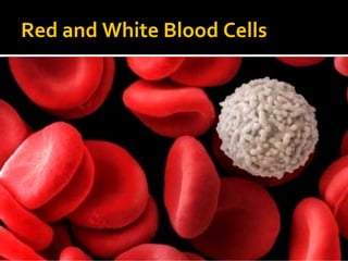 Red and White Blood Cells
 