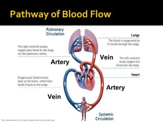 Pathway of Blood Flow
http://www.tracleer.com/Content/Images/heart-lung-circulation.jpg
Artery
Artery
Vein
Vein
 